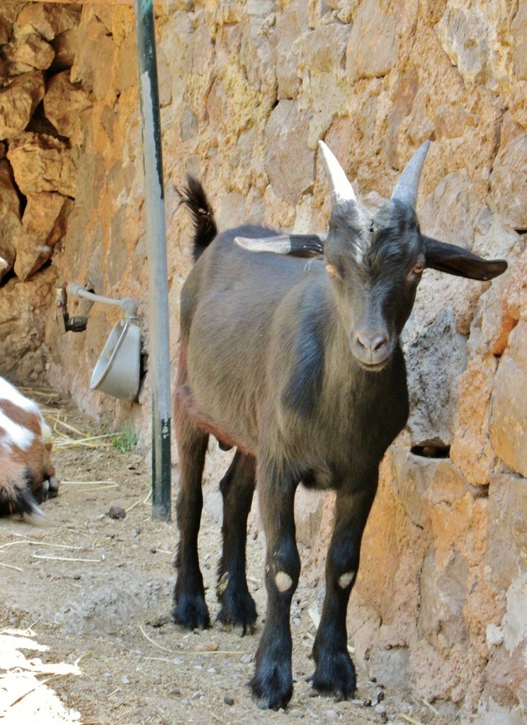 Foto: La Granja - Esporles (Mallorca) (Illes Balears), España