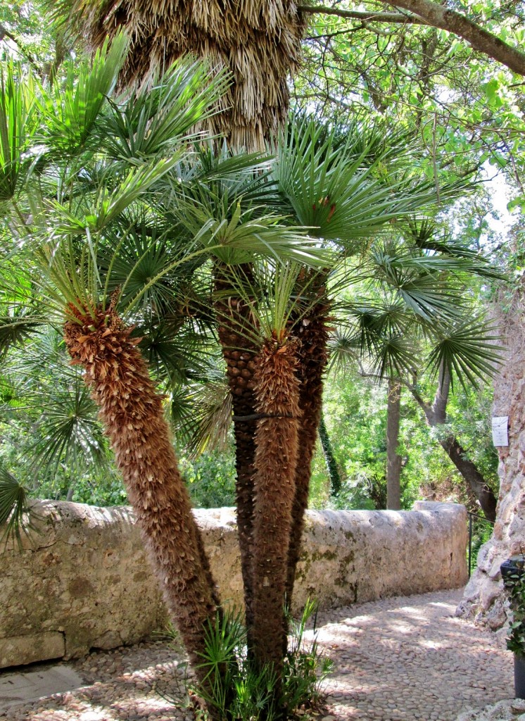 Foto: La Granja - Esporles (Mallorca) (Illes Balears), España