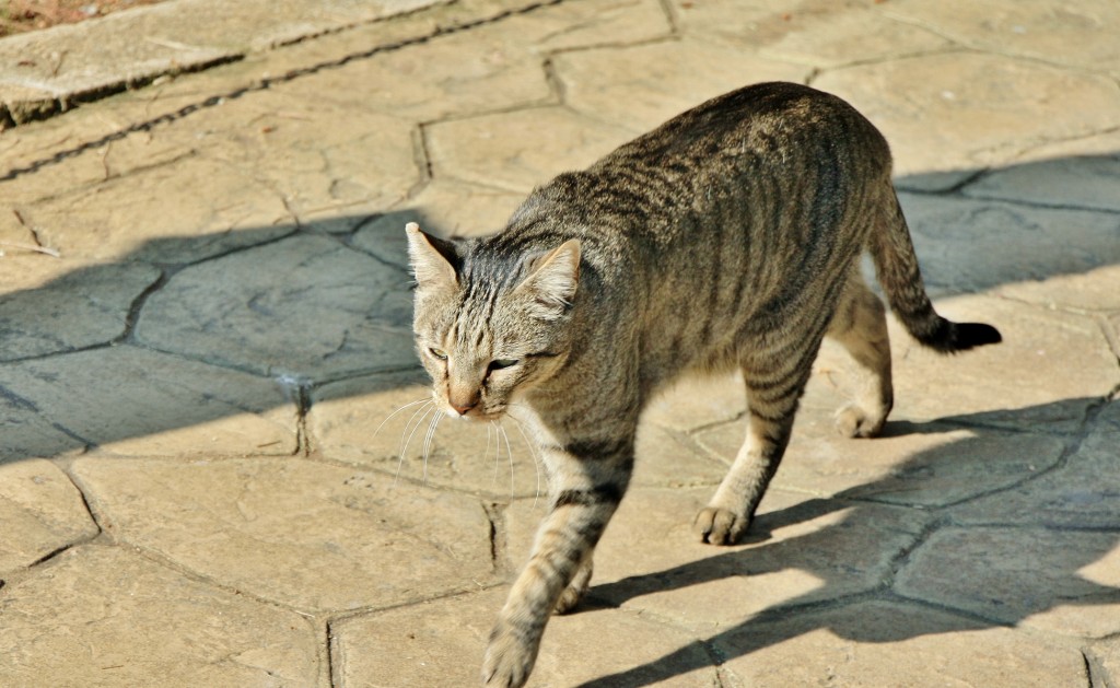 Foto: Gatito - Roda de Berà (Tarragona), España