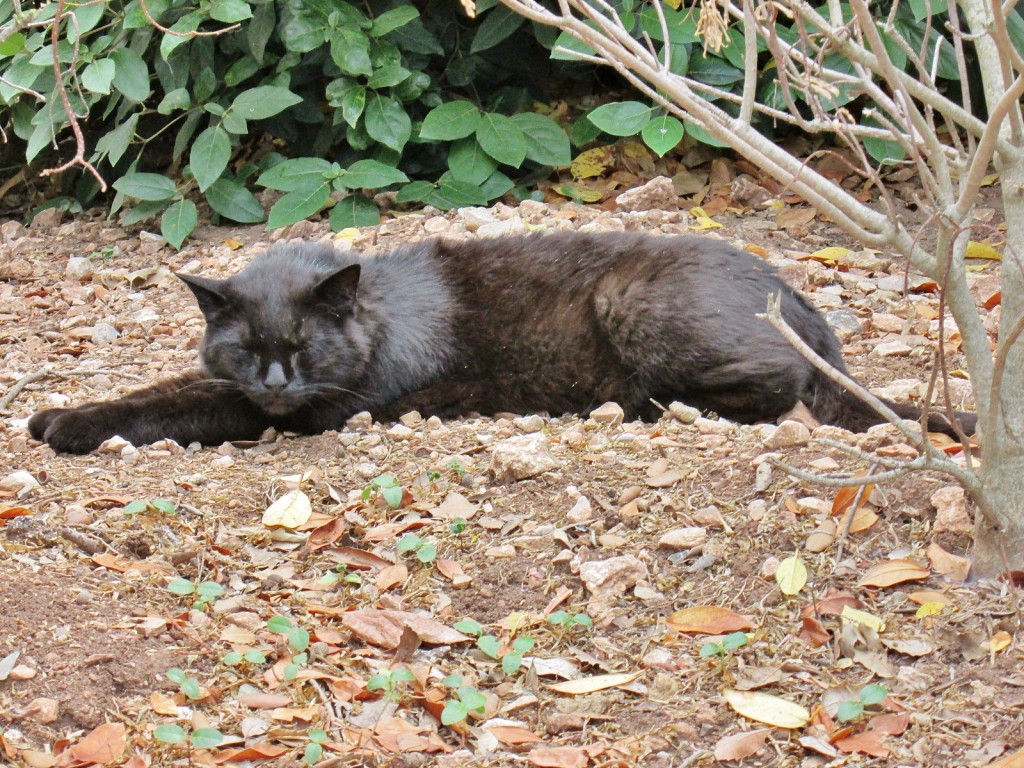 Foto: Gatito - Escorca (Mallorca) (Illes Balears), España