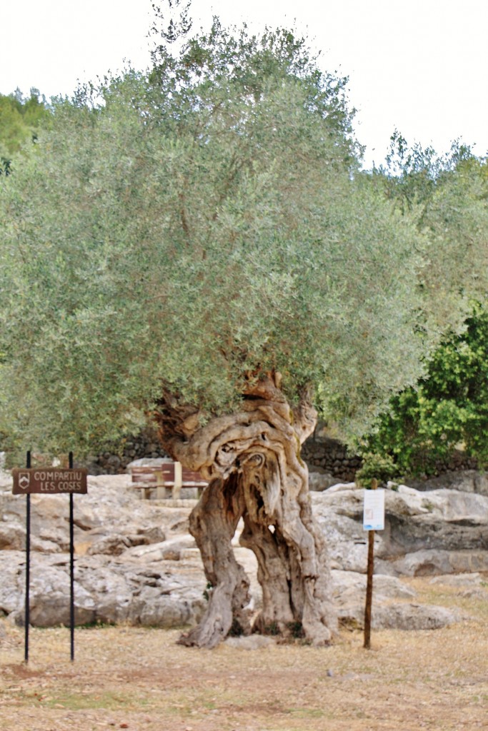 Foto: Paisaje - Escorca (Mallorca) (Illes Balears), España