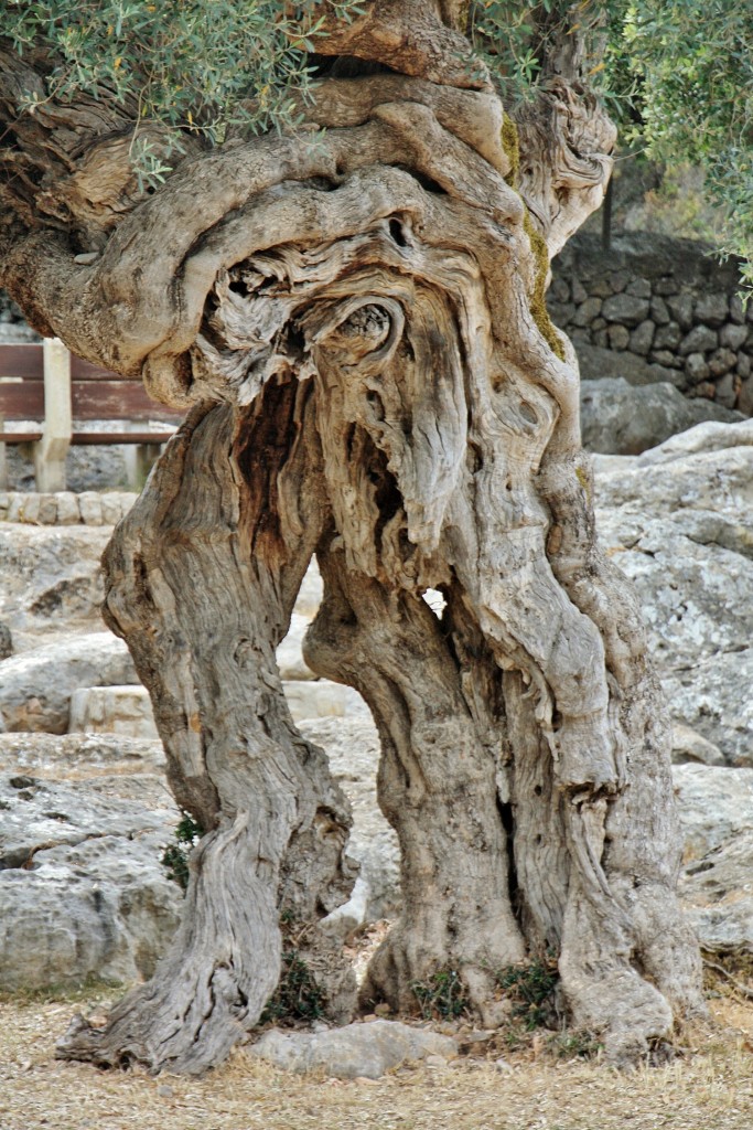 Foto: Paisaje - Escorca (Mallorca) (Illes Balears), España