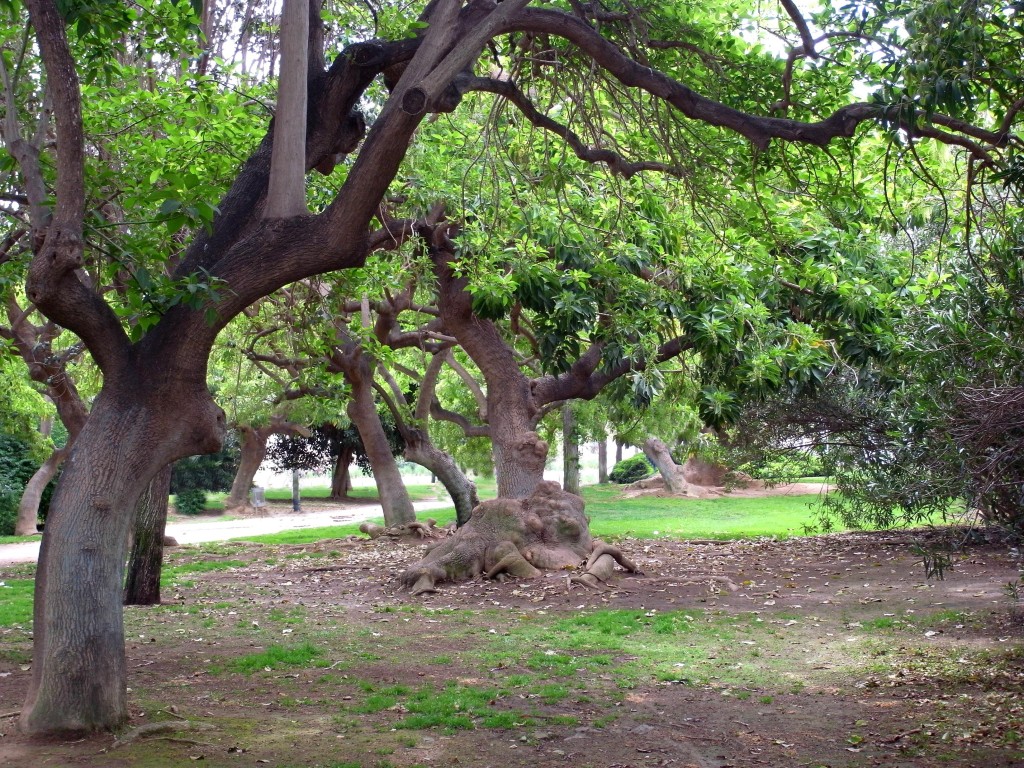 Foto: Jardines del Turia - Valencia (València), España