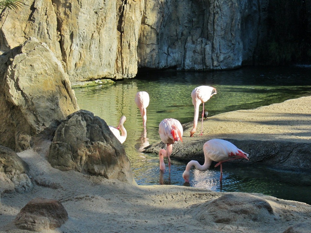 Foto: Bioparc - València (Comunidad Valenciana), España