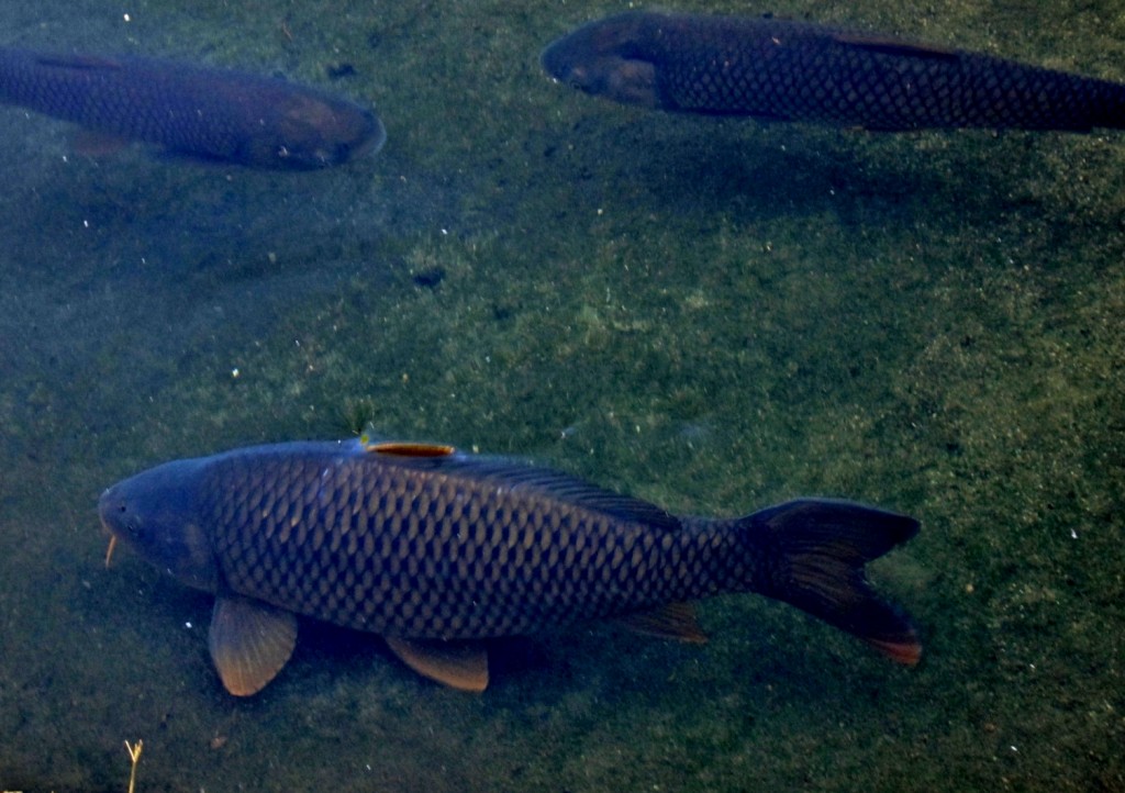 Foto: Bioparc - València (Comunidad Valenciana), España