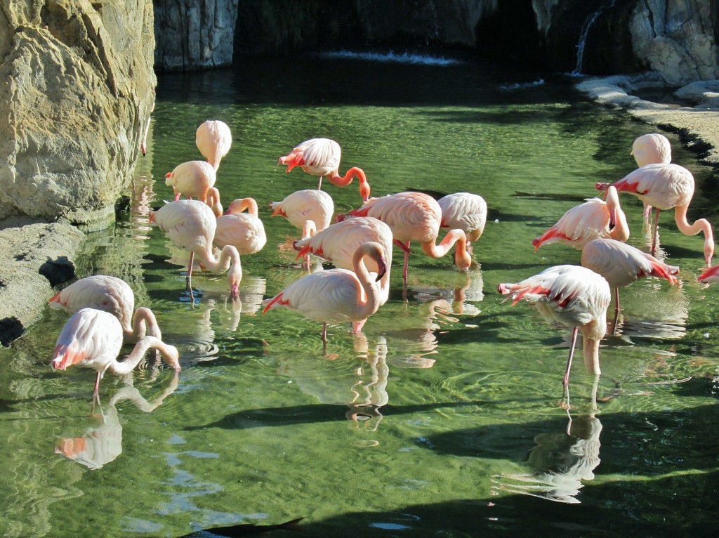 Foto: Bioparc - València (Comunidad Valenciana), España