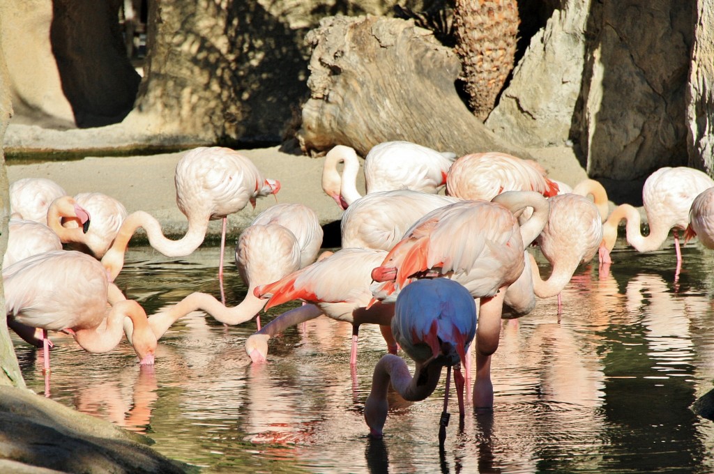 Foto: Bioparc - València (Comunidad Valenciana), España