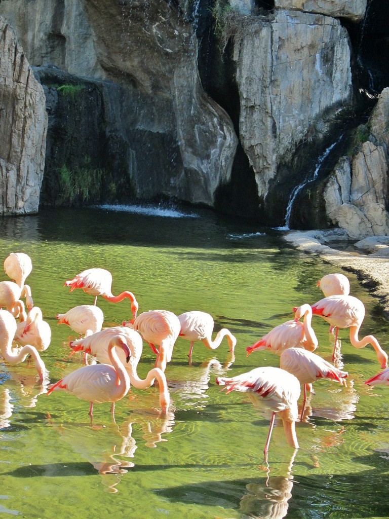 Foto: Bioparc - València (Comunidad Valenciana), España