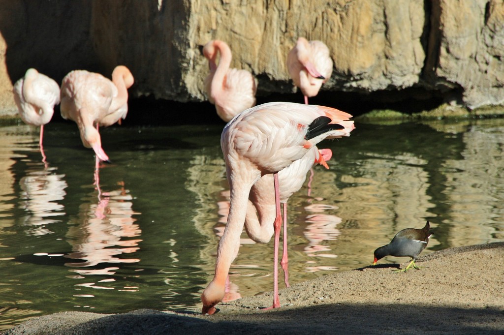 Foto: Bioparc - València (Comunidad Valenciana), España