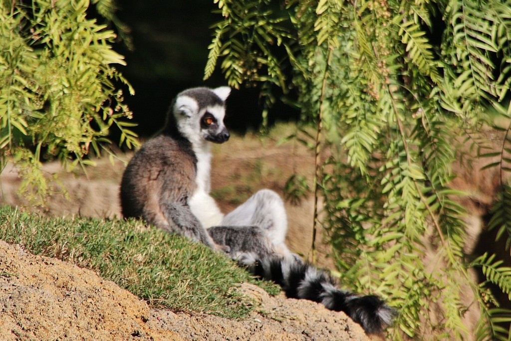 Foto: Bioparc - València (Comunidad Valenciana), España