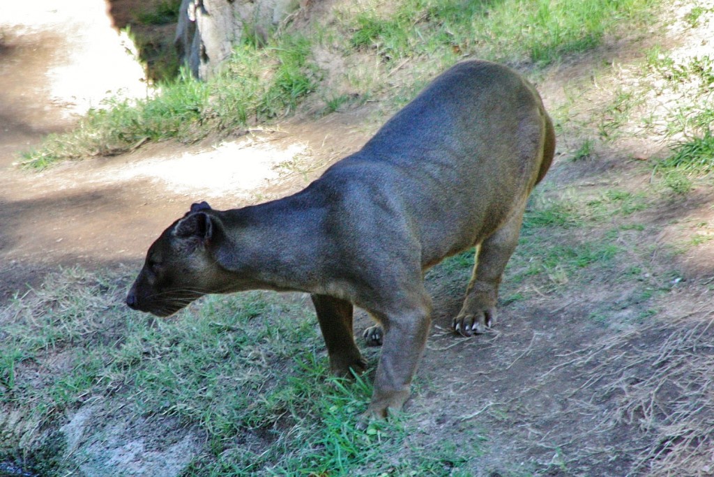 Foto: Bioparc - València (Comunidad Valenciana), España