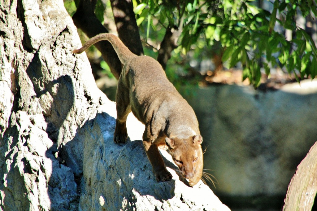 Foto: Bioparc - València (Comunidad Valenciana), España