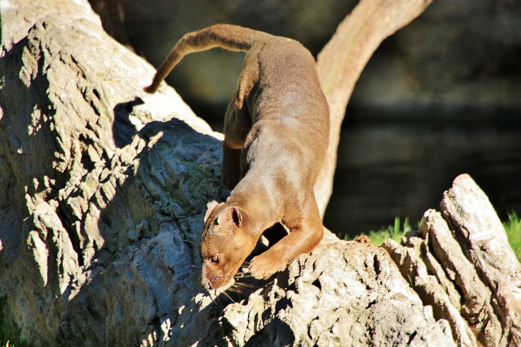 Foto: Bioparc - València (Comunidad Valenciana), España