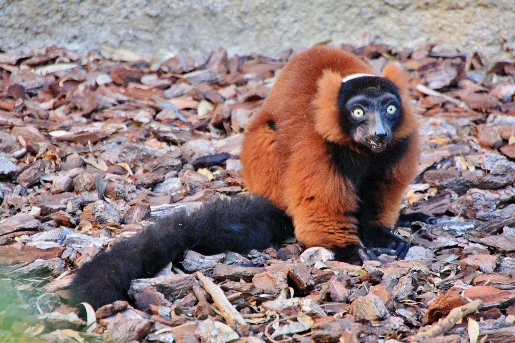 Foto: Bioparc - València (Comunidad Valenciana), España