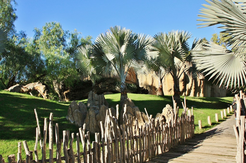 Foto: Bioparc - València (Comunidad Valenciana), España