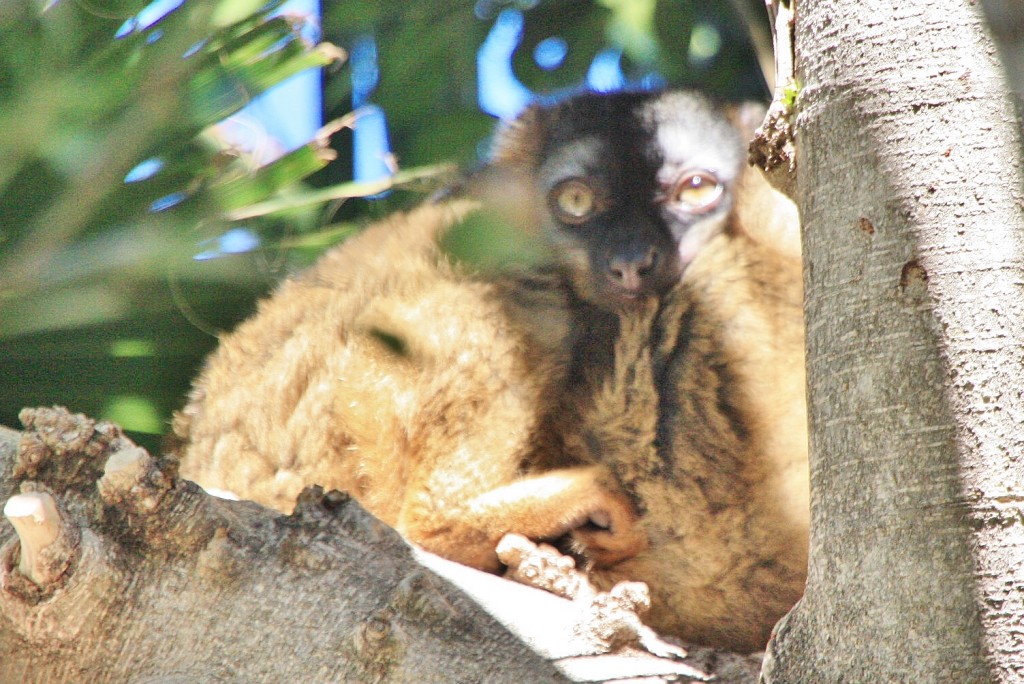 Foto: Bioparc - València (Comunidad Valenciana), España