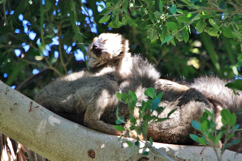 Foto: Bioparc - València (Comunidad Valenciana), España