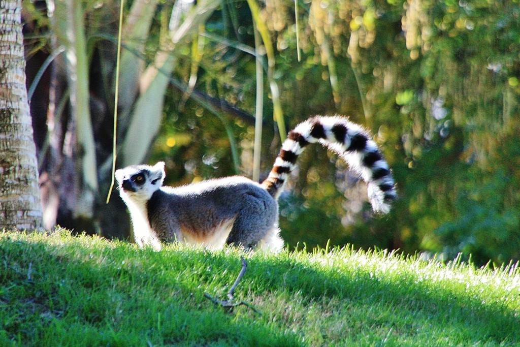 Foto: Bioparc - València (Comunidad Valenciana), España