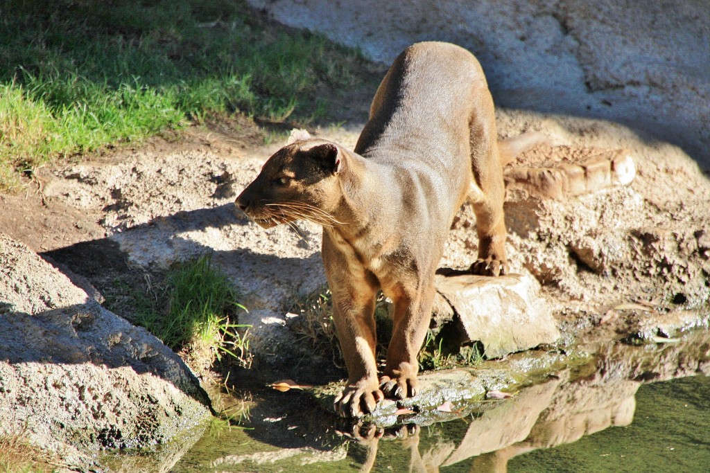 Foto: Bioparc - València (Comunidad Valenciana), España