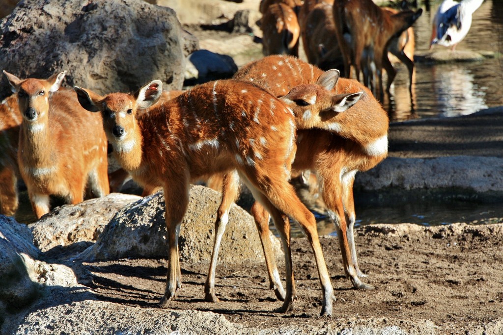 Foto: Bioparc - València (Comunidad Valenciana), España