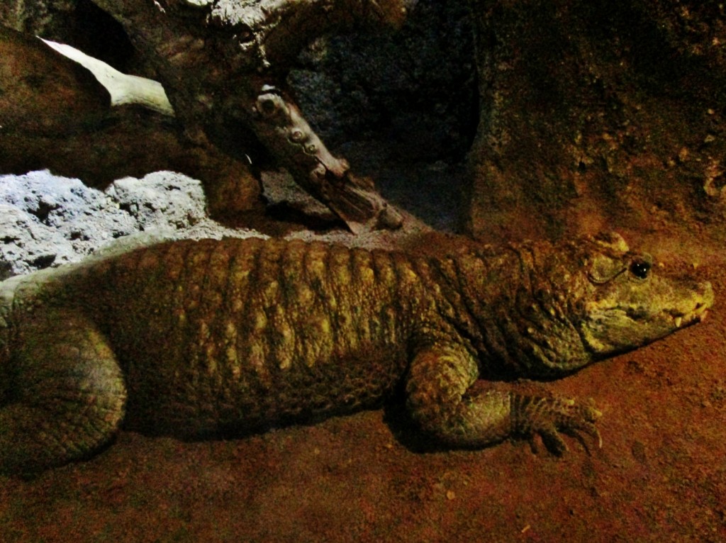 Foto: Bioparc - València (Comunidad Valenciana), España