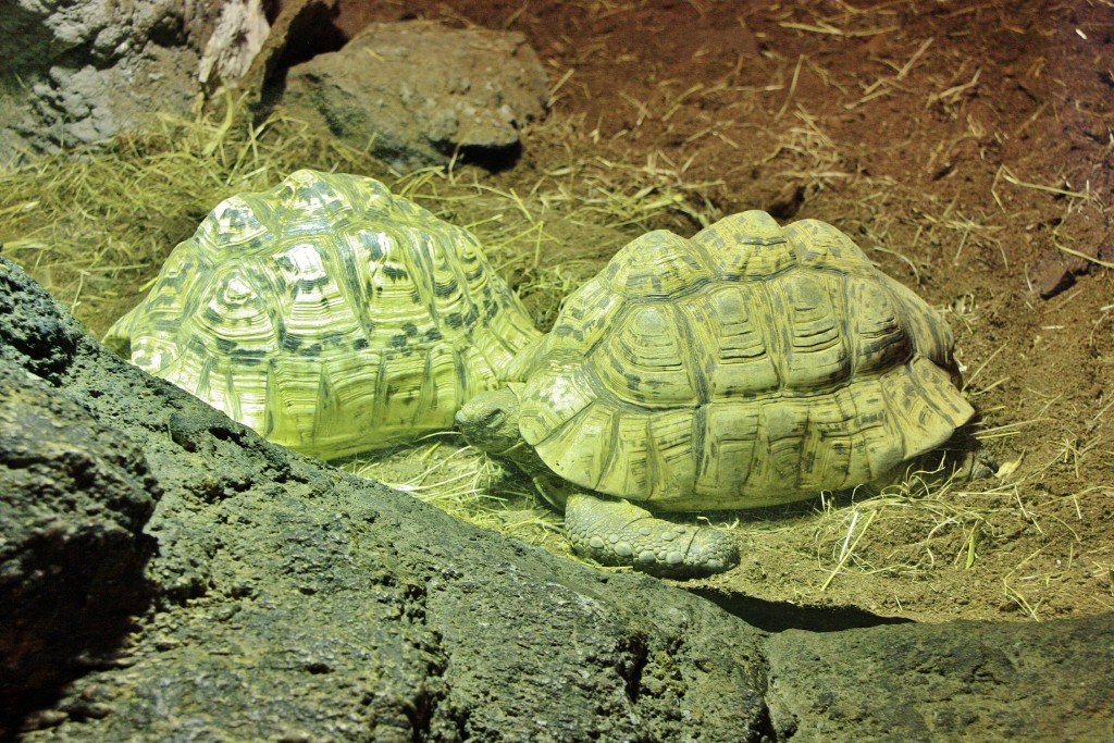 Foto: Bioparc - València (Comunidad Valenciana), España