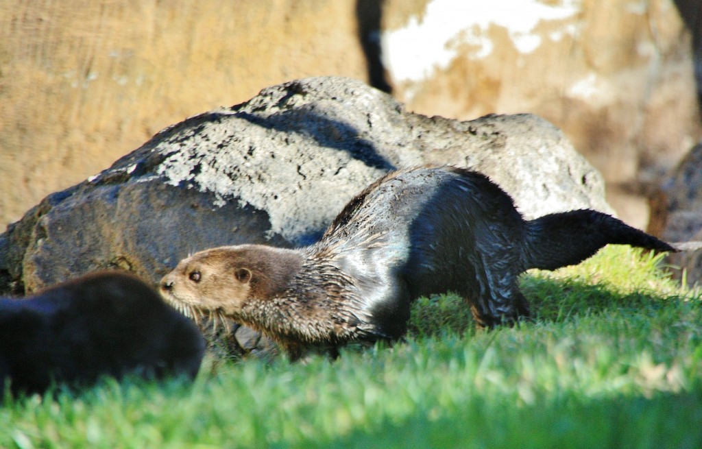 Foto: Bioparc - València (Comunidad Valenciana), España