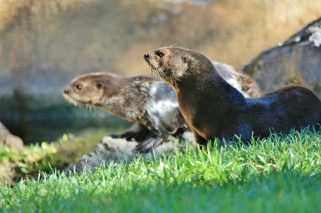 Foto: Bioparc - València (Comunidad Valenciana), España