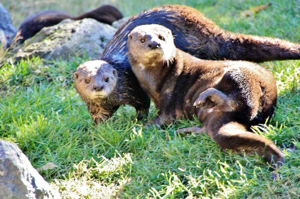 Foto: Bioparc - València (Comunidad Valenciana), España