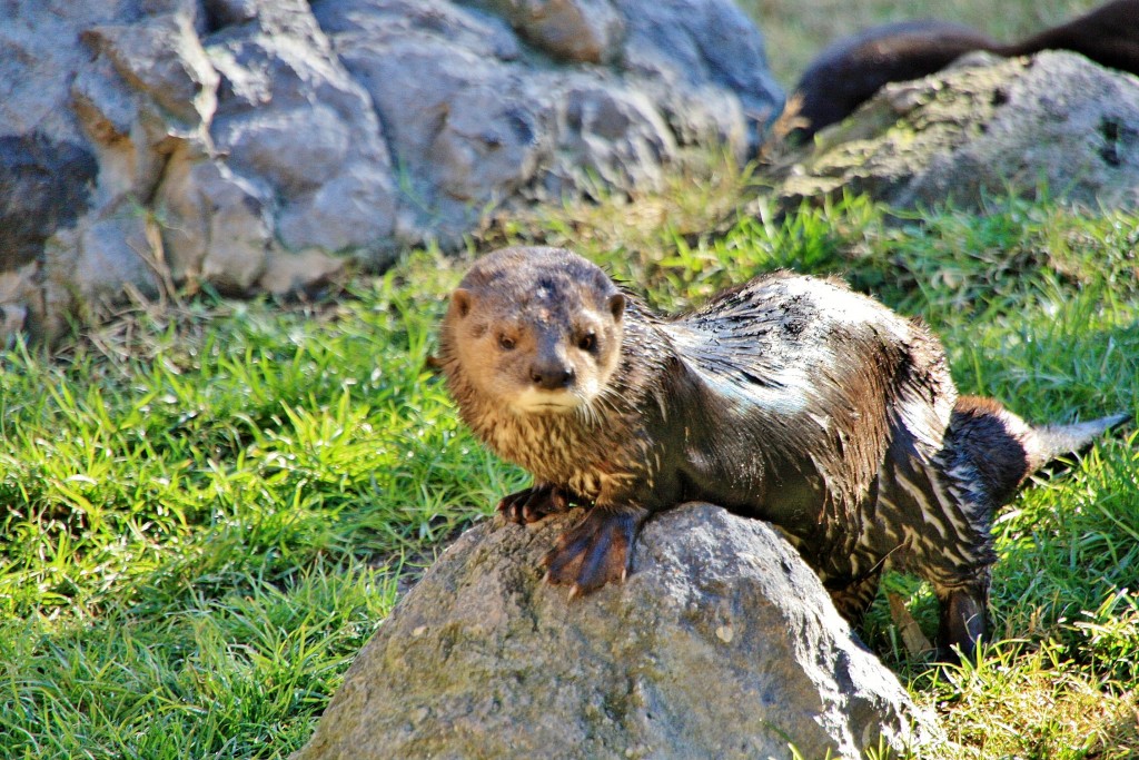 Foto: Bioparc - València (Comunidad Valenciana), España