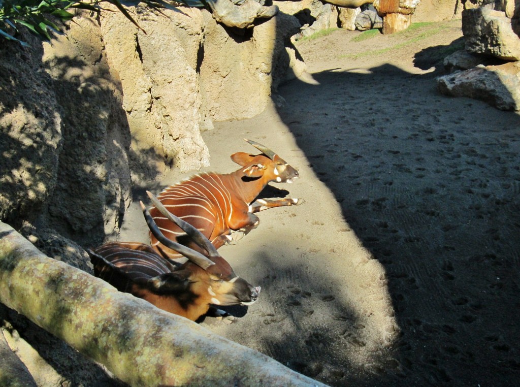 Foto: Bioparc - València (Comunidad Valenciana), España