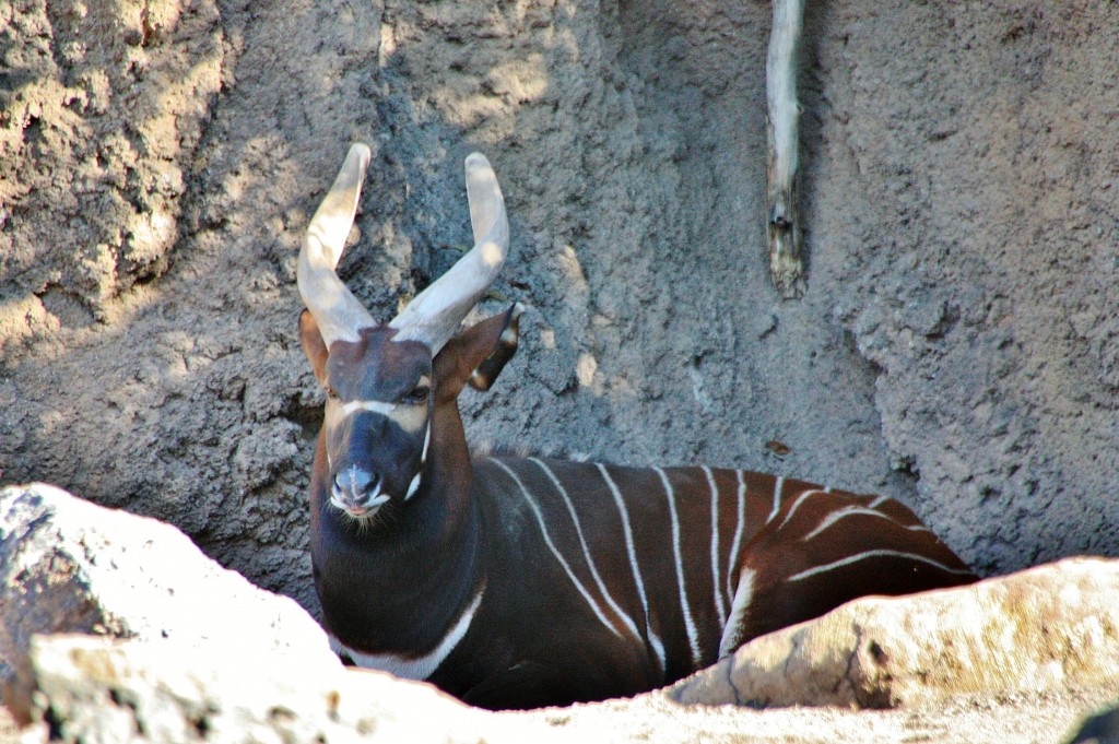 Foto: Bioparc - València (Comunidad Valenciana), España