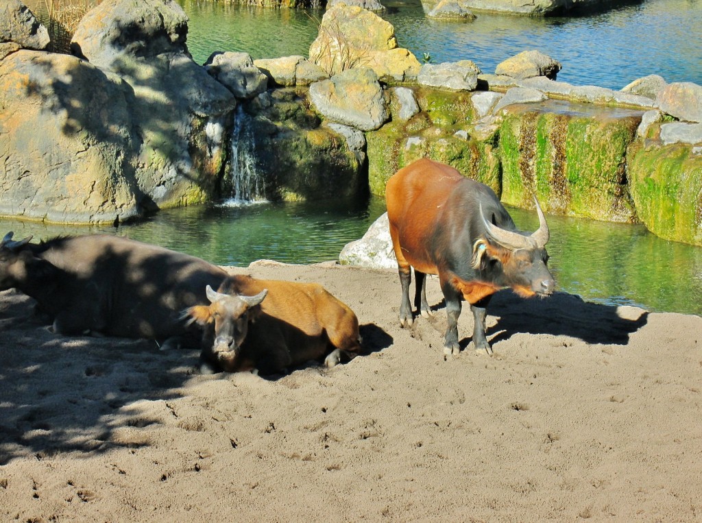 Foto: Bioparc - València (Comunidad Valenciana), España