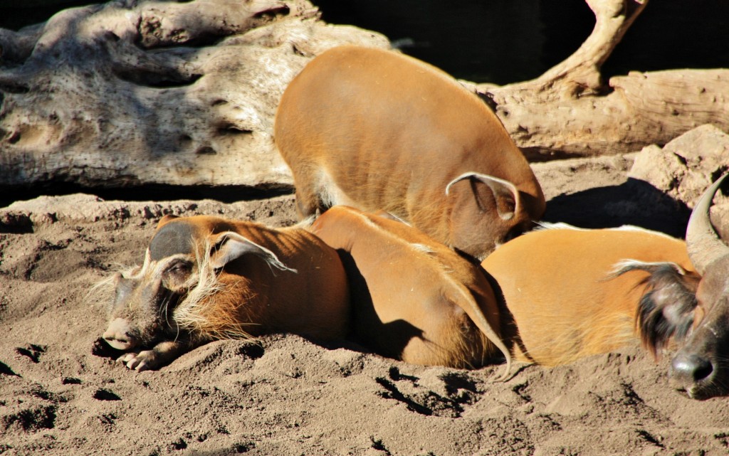 Foto: Bioparc - València (Comunidad Valenciana), España