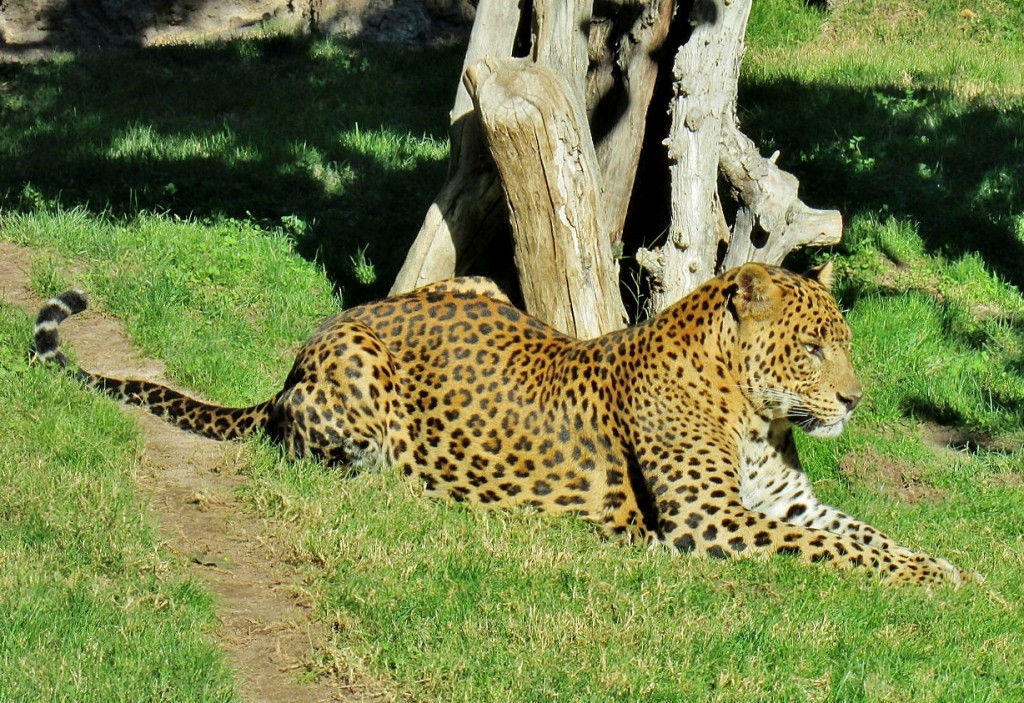 Foto: Bioparc - València (Comunidad Valenciana), España