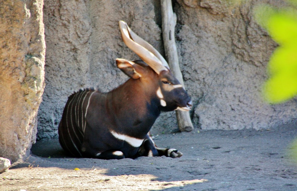 Foto: Bioparc - València (Comunidad Valenciana), España