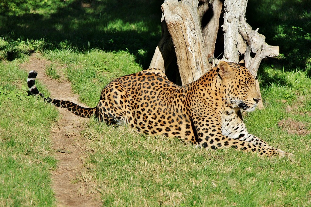 Foto: Bioparc - València (Comunidad Valenciana), España