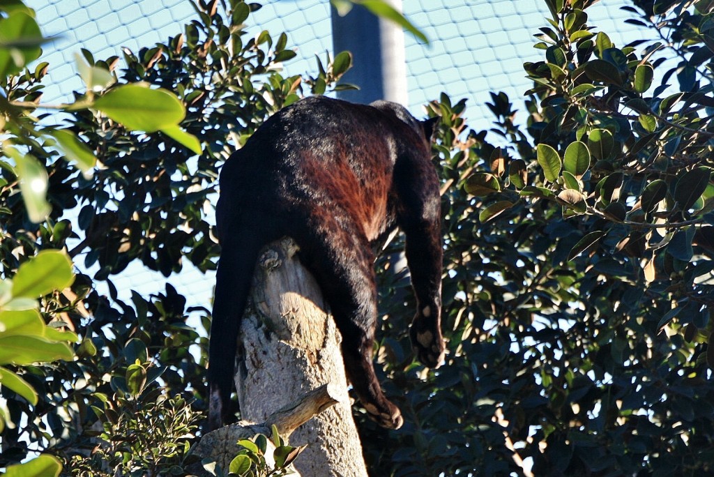 Foto: Bioparc - València (Comunidad Valenciana), España