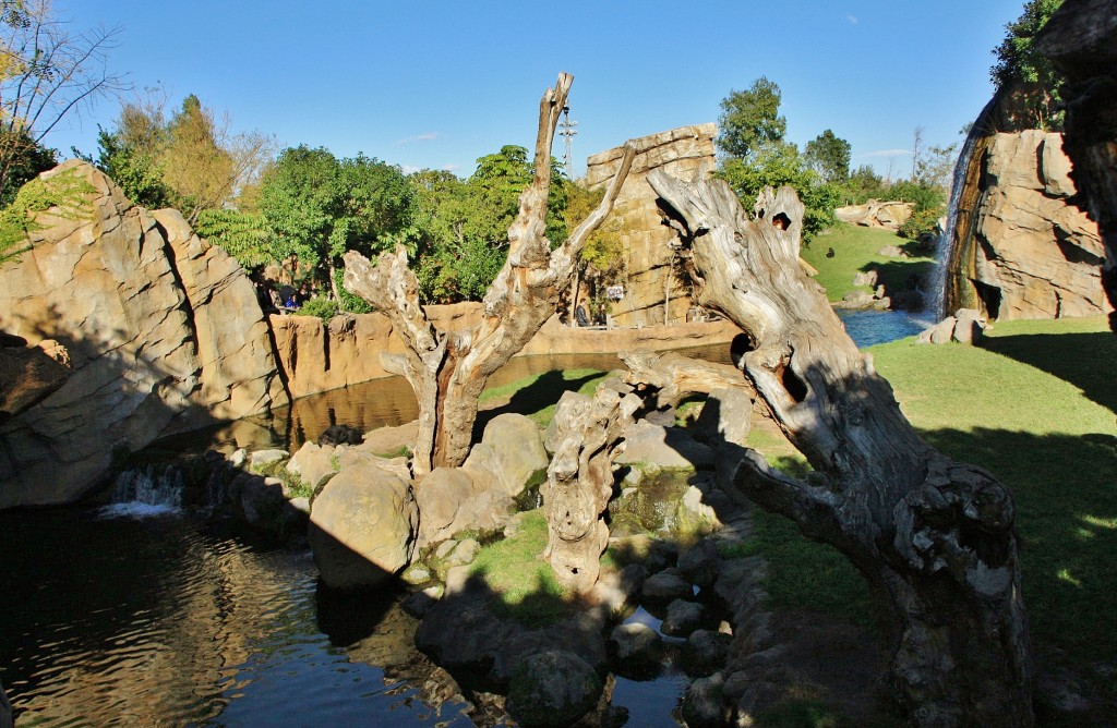 Foto: Bioparc - València (Comunidad Valenciana), España