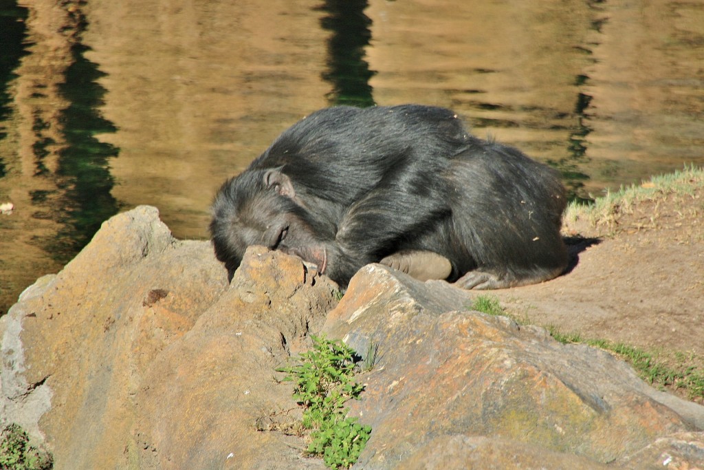 Foto: Bioparc - València (Comunidad Valenciana), España