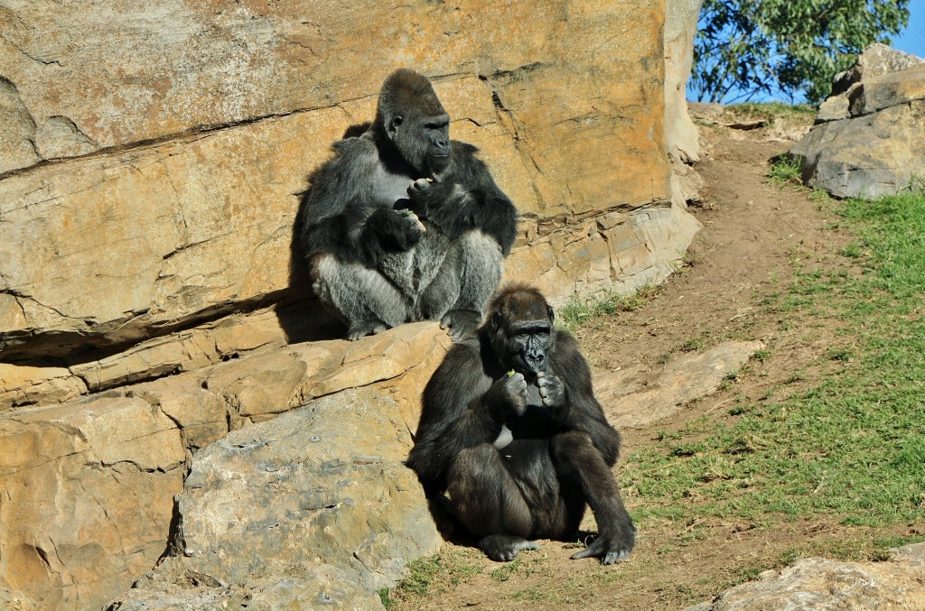 Foto: Bioparc - València (Comunidad Valenciana), España