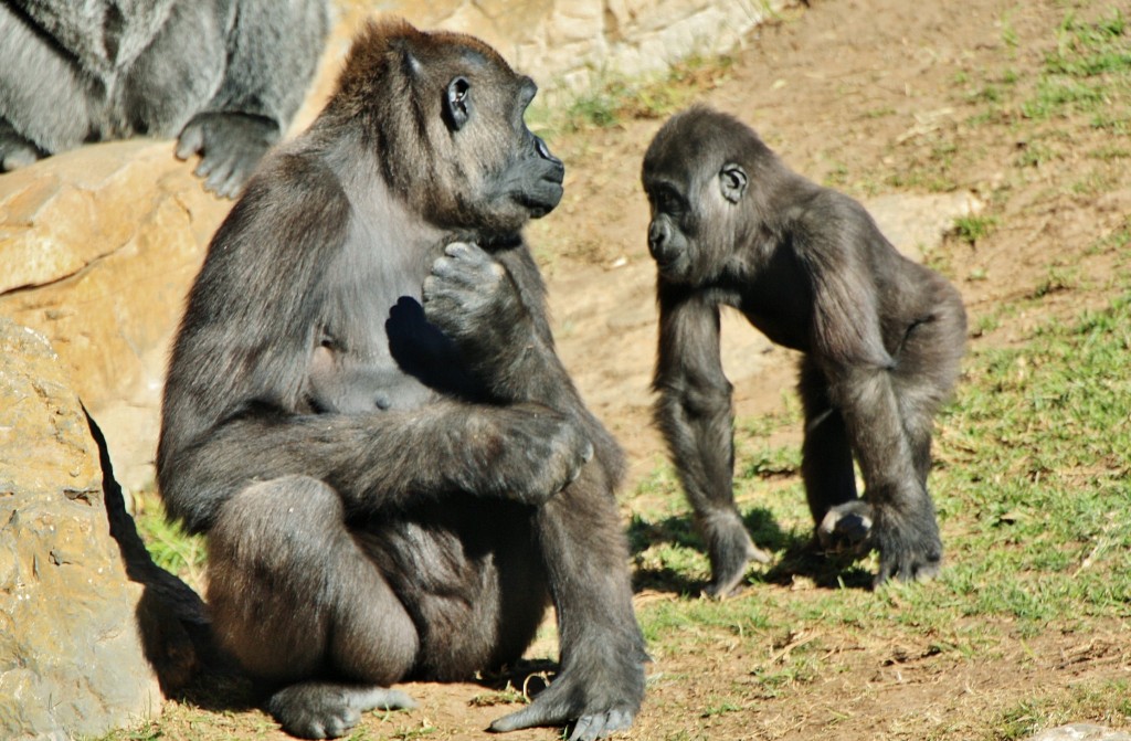 Foto: Bioparc - València (Comunidad Valenciana), España