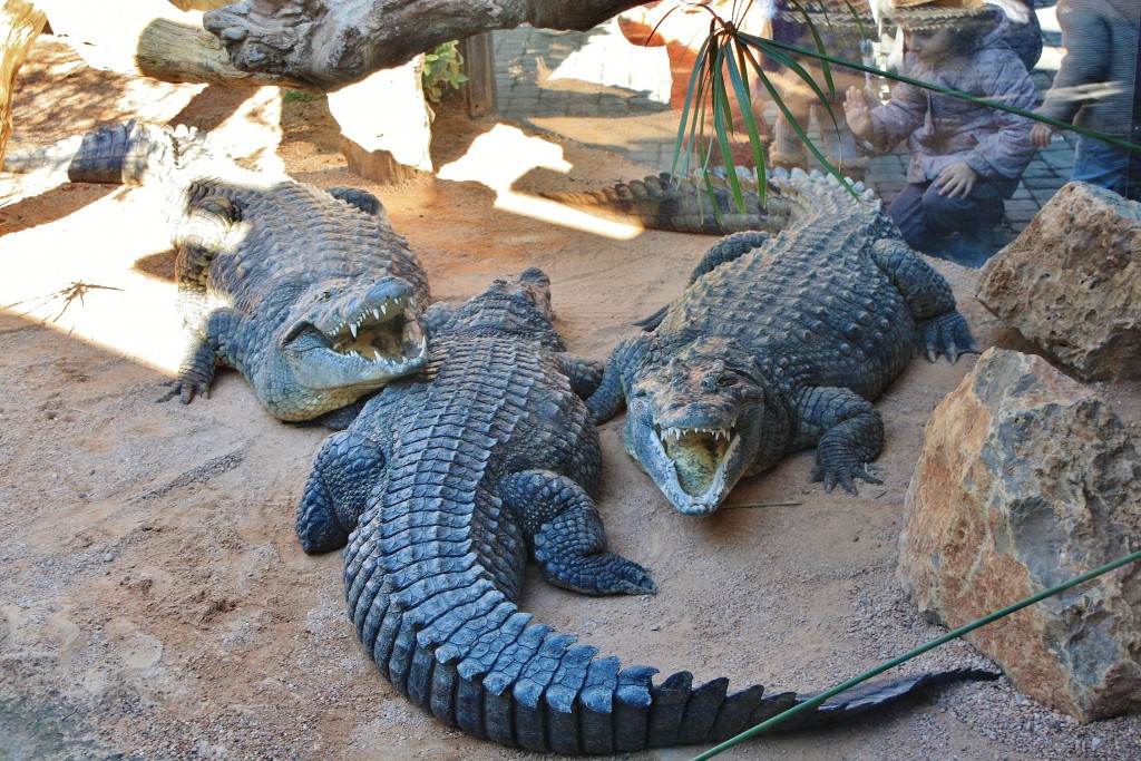 Foto: Bioparc - València (Comunidad Valenciana), España