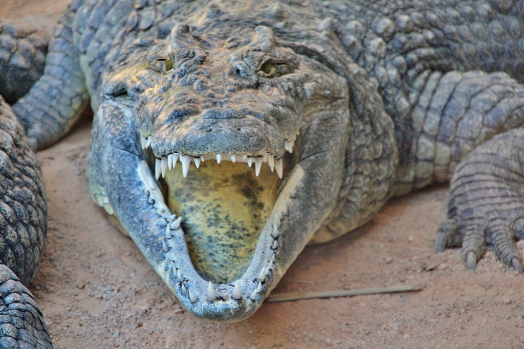 Foto: Bioparc - València (Comunidad Valenciana), España