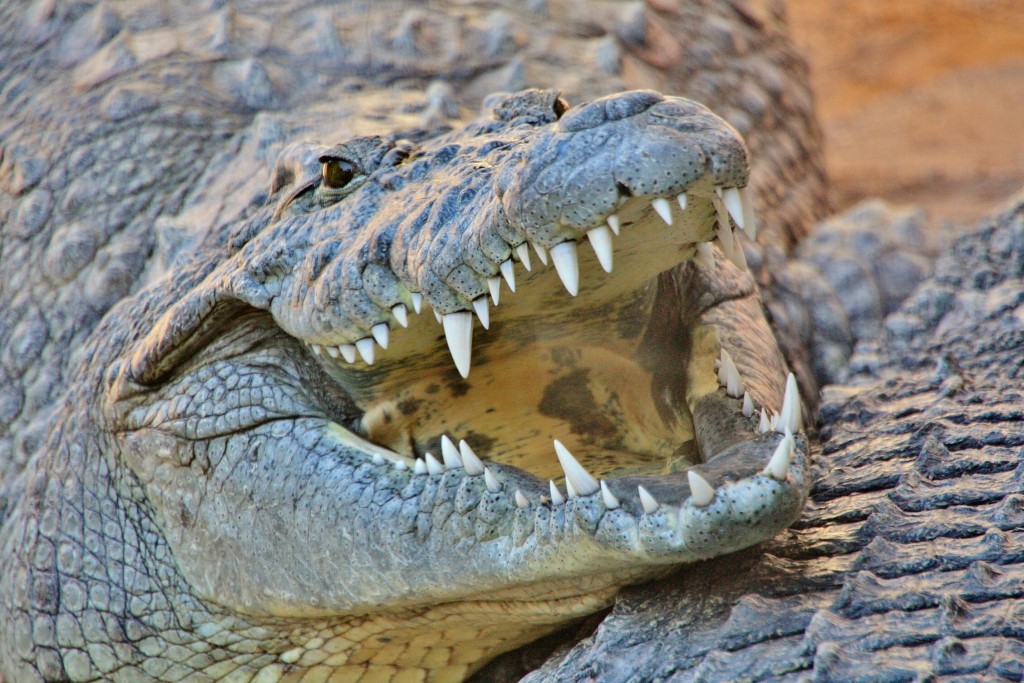 Foto: Bioparc - València (Comunidad Valenciana), España