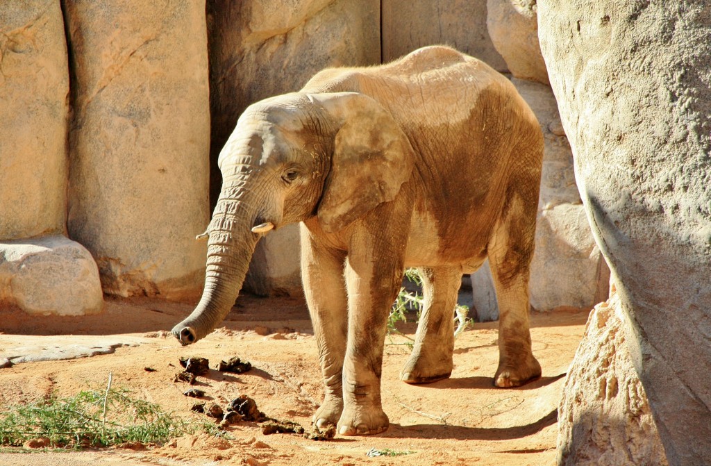 Foto: Bioparc - València (Comunidad Valenciana), España