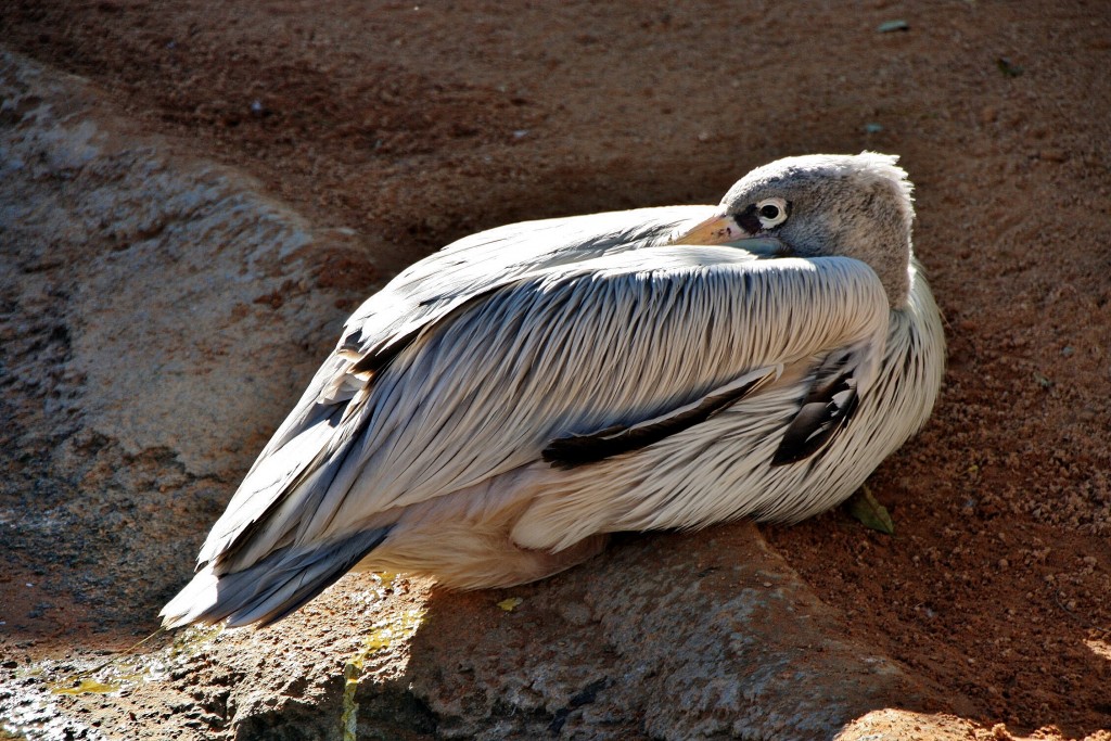 Foto: Bioparc - València (Comunidad Valenciana), España