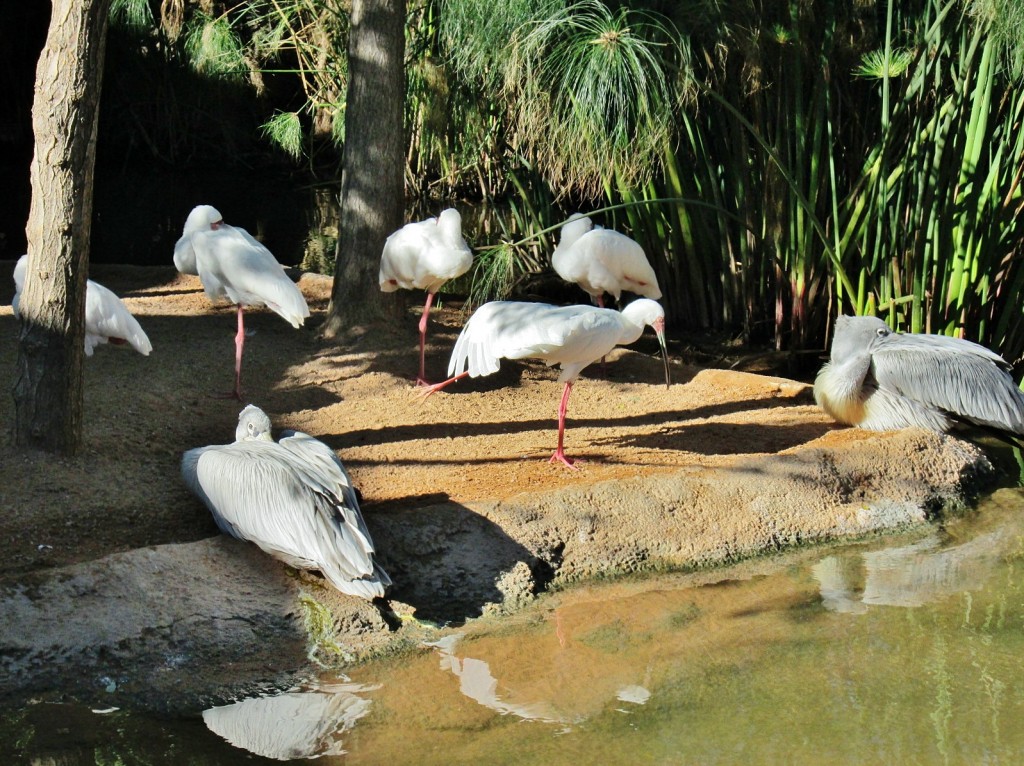 Foto: Bioparc - València (Comunidad Valenciana), España