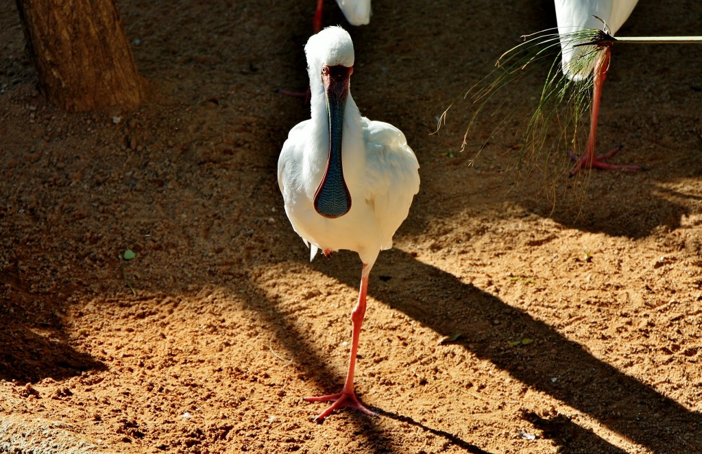 Foto: Bioparc - València (Comunidad Valenciana), España