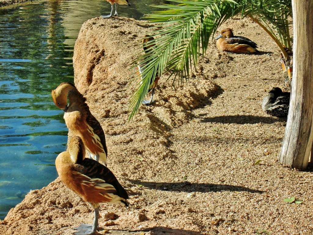 Foto: Bioparc - València (Comunidad Valenciana), España